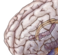 Brain regions involved in memory
